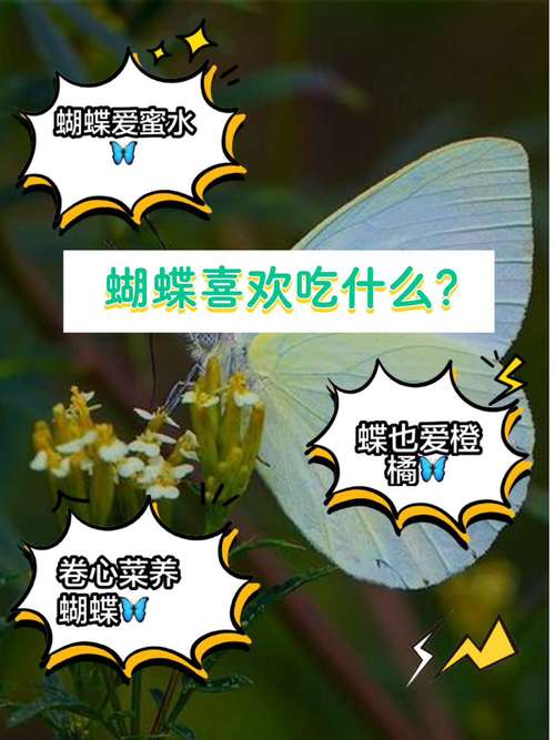 蝴蝶如何辨别食物味道？身体这关键部位真神奇！
