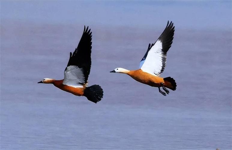 古代下聘为啥要用鸟？大雁作聘礼的两种说法