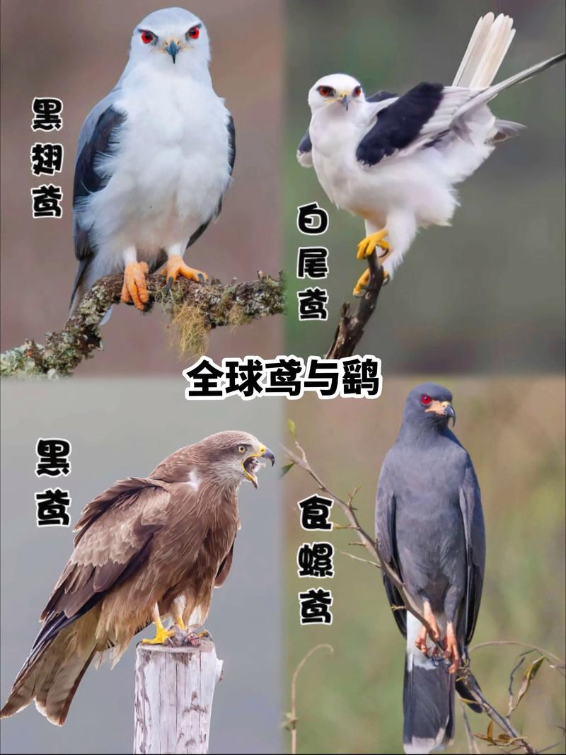 鸢是指的多种解释是什么？详细解读这个字的三个含义！