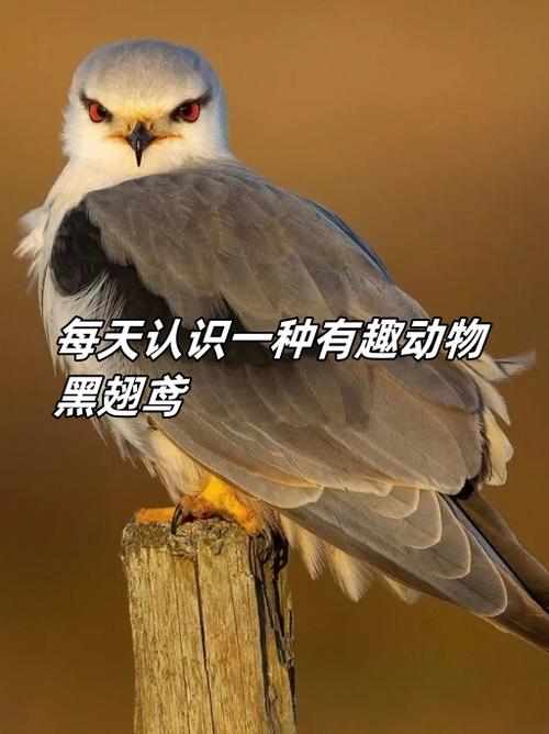 鸢是指的多种解释是什么？详细解读这个字的三个含义！