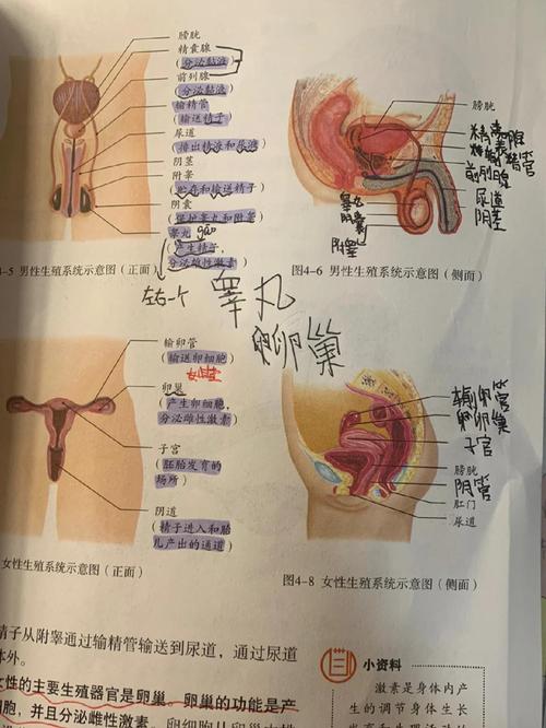 探索生殖活动学院：全面游戏攻略与深度分析