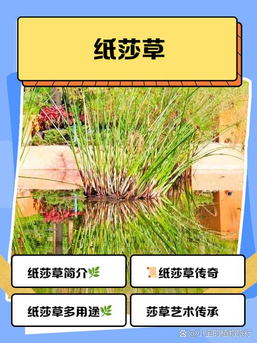 少女莎草纸版本大全：深度分析与实用建议