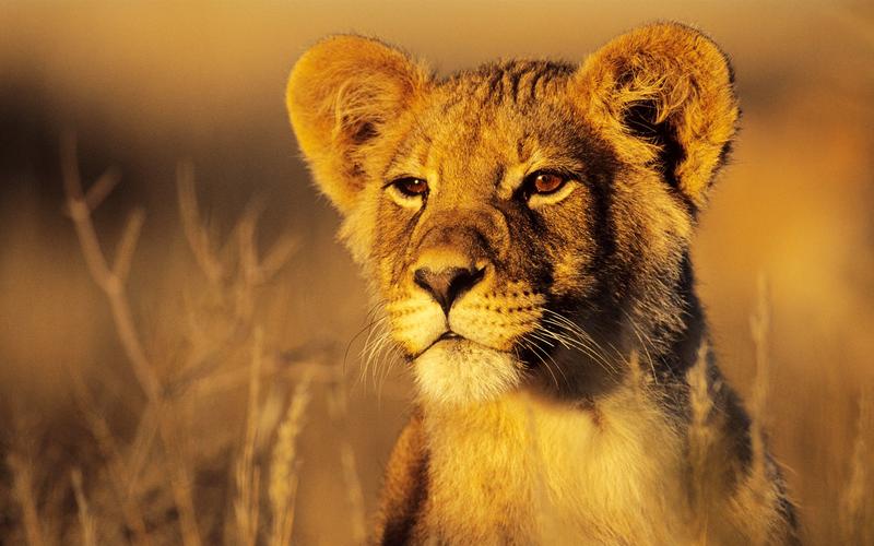 深度解析《阳光下的野兽》：探索虚拟世界与人性的交织