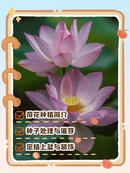 如何下载和安装《玉莲之剑》官方正式版