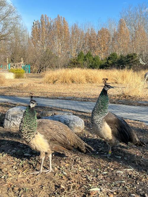 蓝宝石野生动物园最新版本教程：新手入门指南
