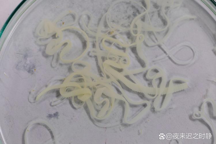 内部寄生虫安卓：实用详细教程指南