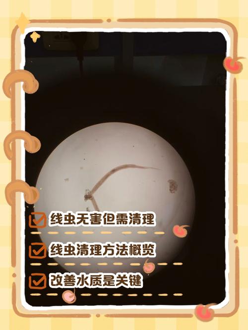 内部寄生虫安卓：实用详细教程指南