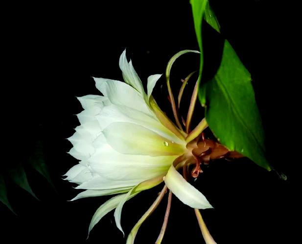 探寻“欲望开花”的下载渠道与深度解析