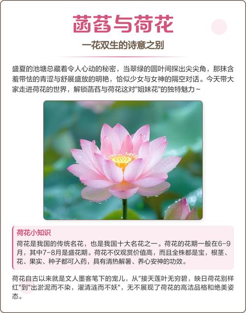 一夏之花最新：深度解析绅士游戏的艺术与市场趋势