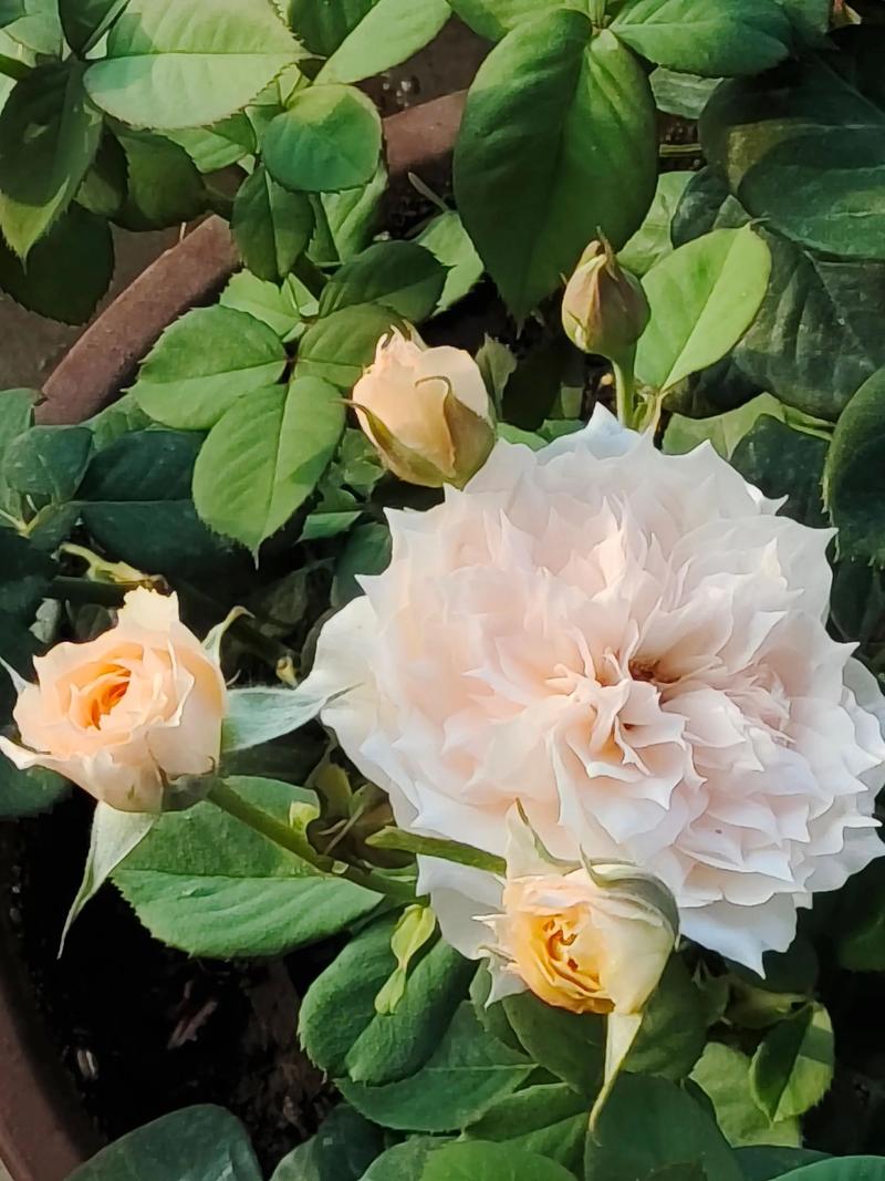 一夏之花最新：深度解析绅士游戏的艺术与市场趋势