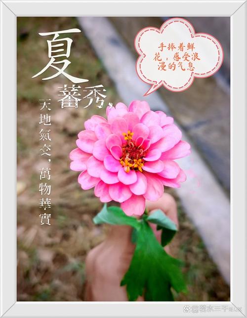 探寻《一夏之花》的最新版本：深度分析与市场趋势