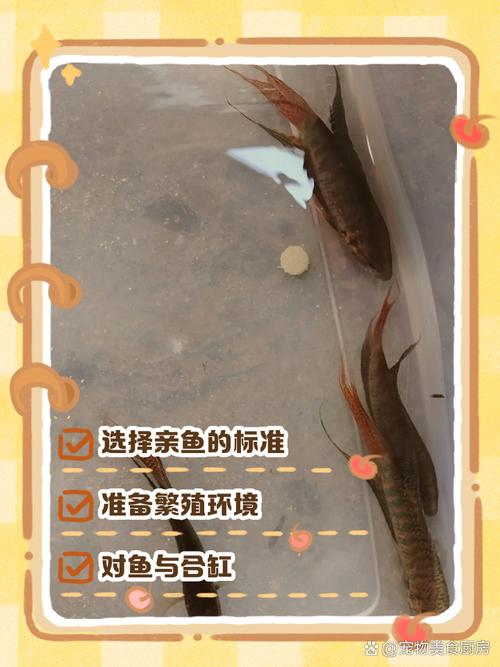 如何下载和安装斗鱼溪子安卓应用:详细教程