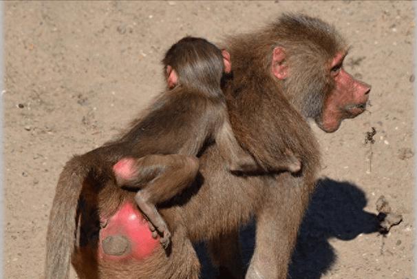 配种露出之被夺走衣服的世界游戏下载详细教程