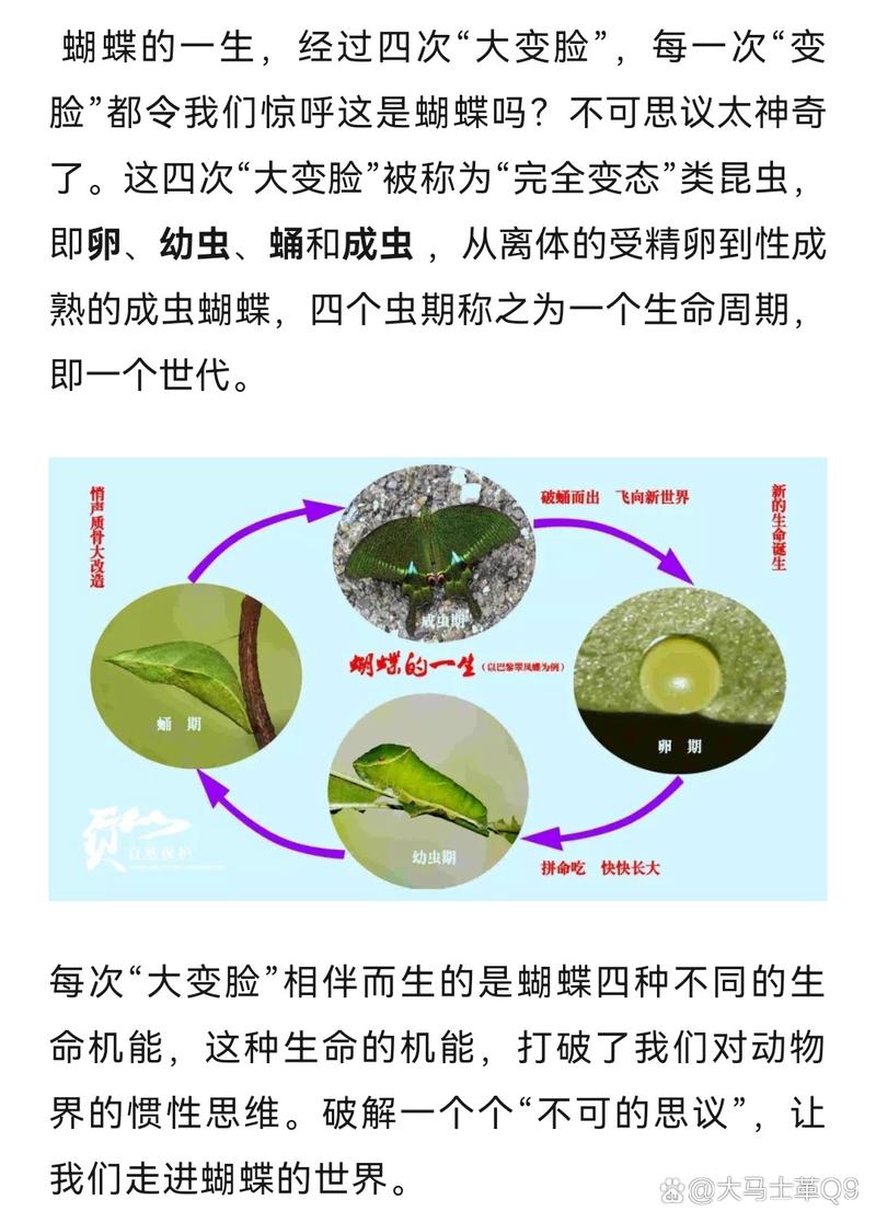 如何下载《世界之卵》：详细教程及注意事项