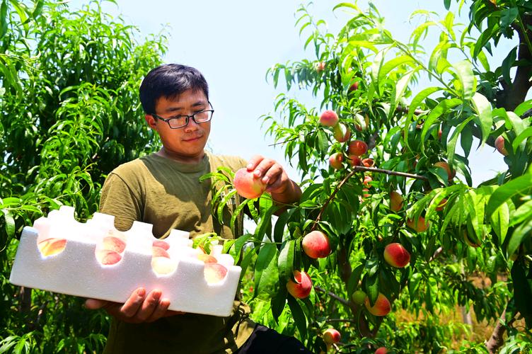 深入探讨“返回农村2”官网背后的游戏设计与市场潜力