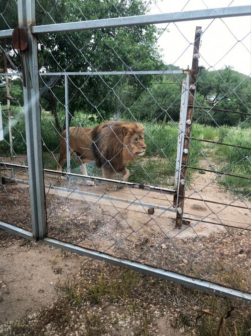 蓝宝石野生动物园最新:完整操作指南