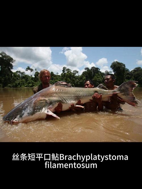 亚马逊鲶鱼汉化版下载详细教程