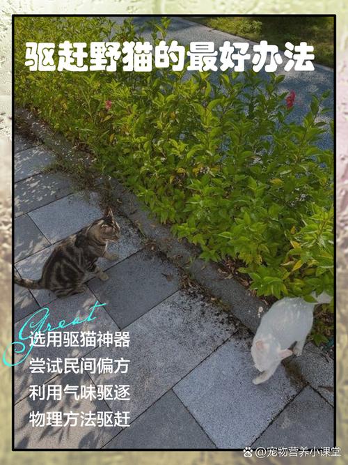 如何高效运用小野猫N上杨过游戏的技巧与攻略