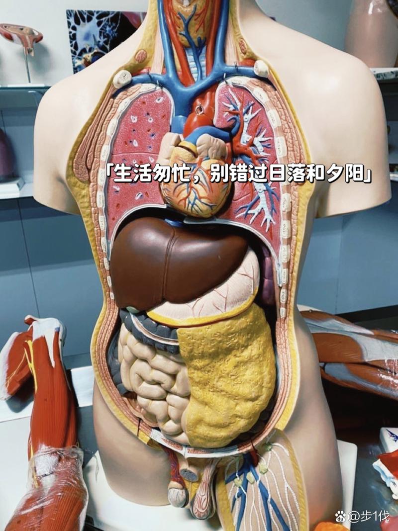 生命体V0.18b下载详细教程