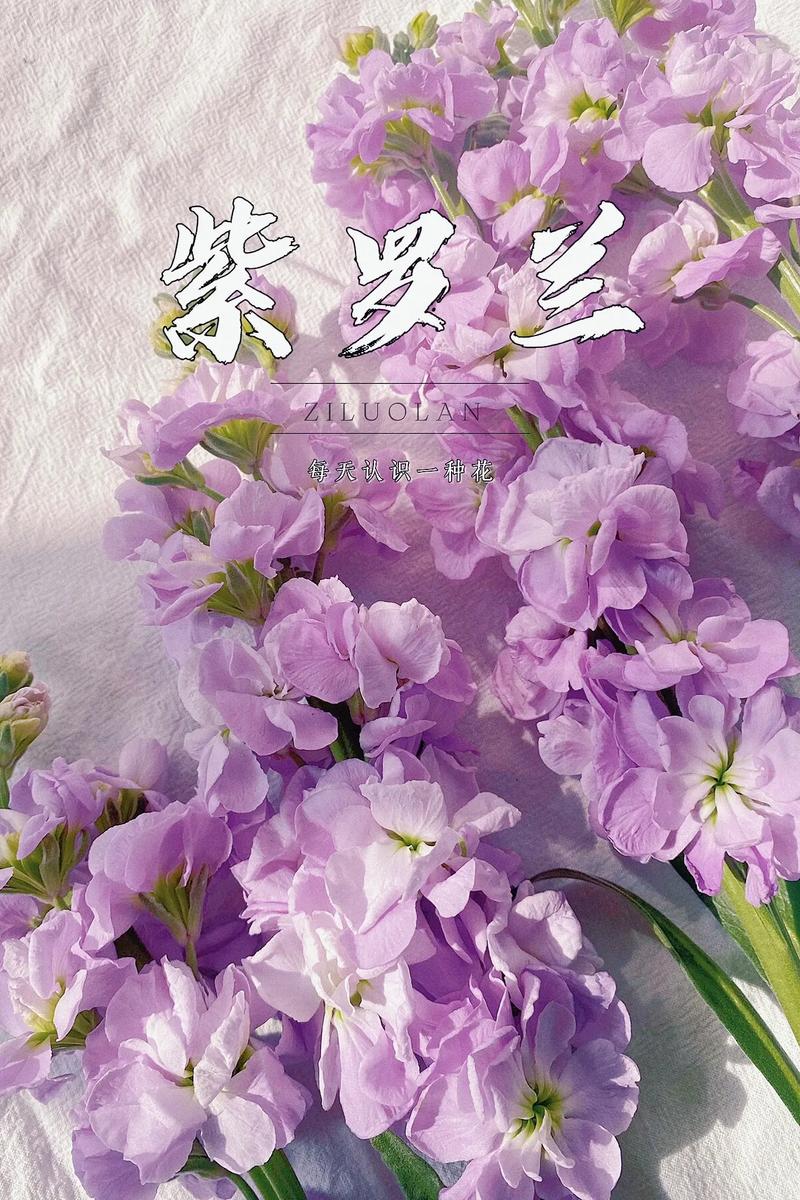 热辣可爱：紫罗兰最新游戏攻略与技巧