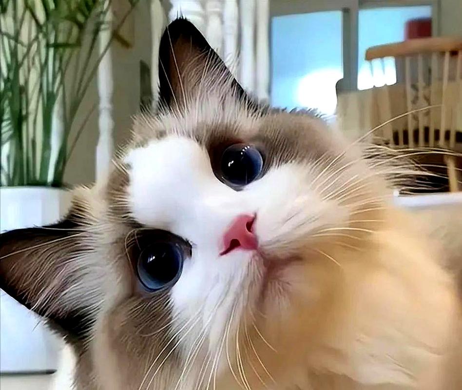 新手必看：当你的猫咪游戏详细教程