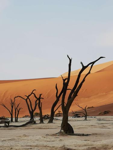 深入解析《月之境》游戏攻略：策略与技巧的完美结合